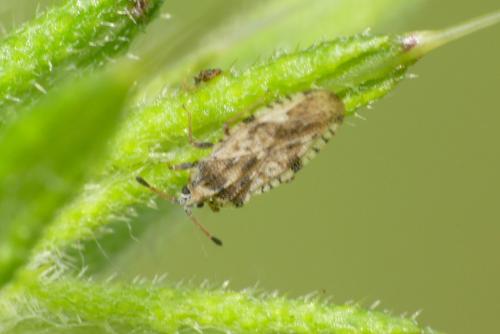 Tingis sp.